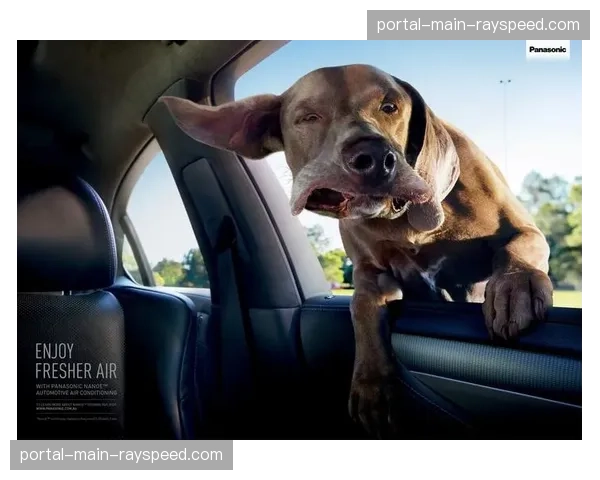 松下狂野武士引进澳大利亚代表球员，提升球队国际竞争力